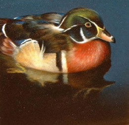 Wood Duck - Original - Framed