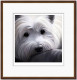 Dog Tired Series - West Highland Terrier - Dark Wood Framed