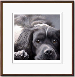 Dog Tired Series - English Springer - Dark Wood Framed