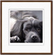 Dog Tired Series - English Springer - Dark Wood Framed