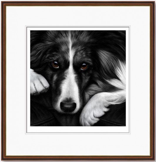 Dog Tired Series - Border Collie