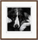 Dog Tired Series - Border Collie - Dark Wood Framed