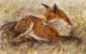Red Fox Waiting - Board Only