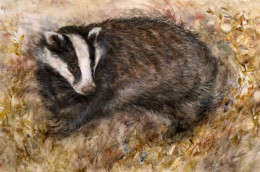 Badgers Rest - Board Only