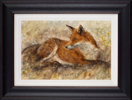 Red Fox Waiting - Framed