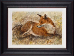 Red Fox Waiting - Framed