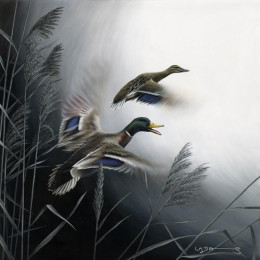 In Flight - Mallard Ducks - Canvas With Slip