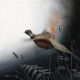 In Flight - Pheasant - Canvas With Slip