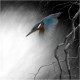 In Flight - Kingfisher - Canvas With Slip