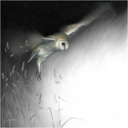 In Flight - Barn Owl - Canvas With Slip