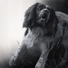 Field Sports - Springer Spaniel - Print only