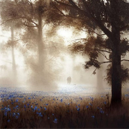 Bluebell Dawn - Board Only