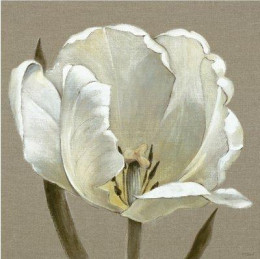 Linen Tulip - Box Canvas