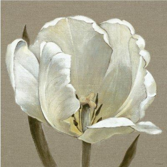 Linen Tulip