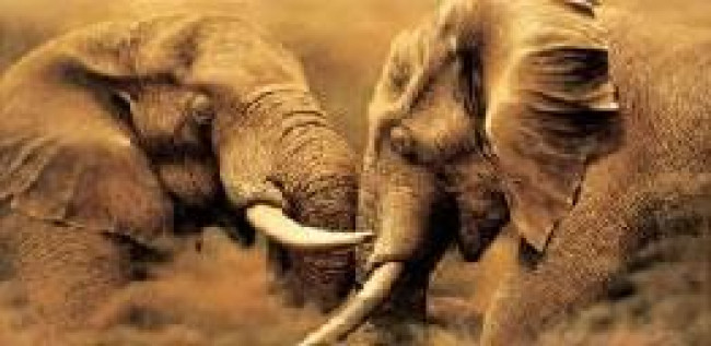 Power Play - (Elephants) Power Play - (Elephants)