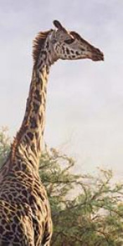 High And Mighty - Giraffe - Mounted