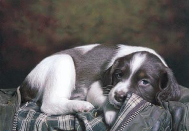 Puppy Eyes - Mounted Puppy Eyes - Mounted