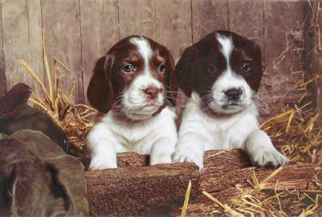 Double Trouble - Mounted Double Trouble - Mounted
