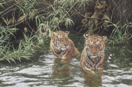 Swimming Lesson - Tigers - Mounted