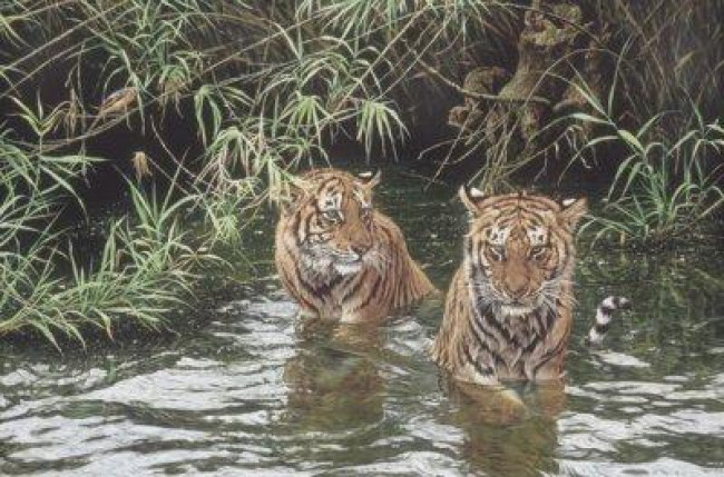 Swimming Lesson - Tigers - Mounted Swimming Lesson - Tigers - Mounted
