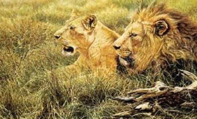 African Gold - Lion, Lioness