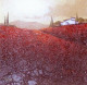 Tuscany II (Red) - Original - Framed