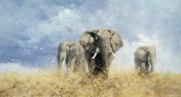 Savuti Elephants 
