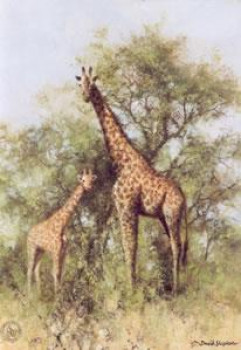 Masai Giraffe and Young - Print