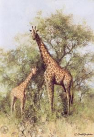 Masai Giraffe and Young