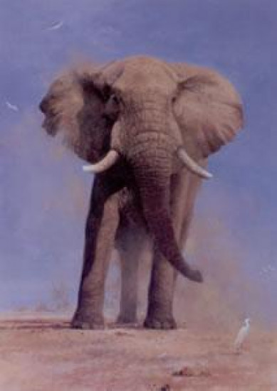 My Savuti Friend - Elephant - Print only