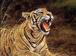 Roar Of The Jungle - Tiger - Mounted