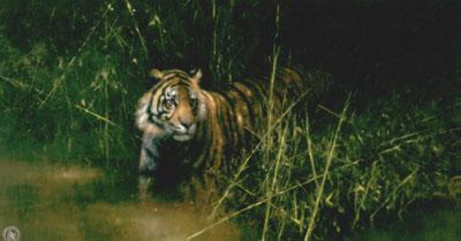 Into The Sunlight There Came A Tiger - Print only Into The Sunlight There Came A Tiger - Print only