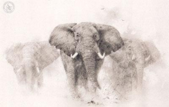 Elephants - Pencil Drawing