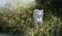 The White Tiger Of Rewa - Print only