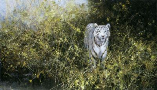 The White Tiger Of Rewa