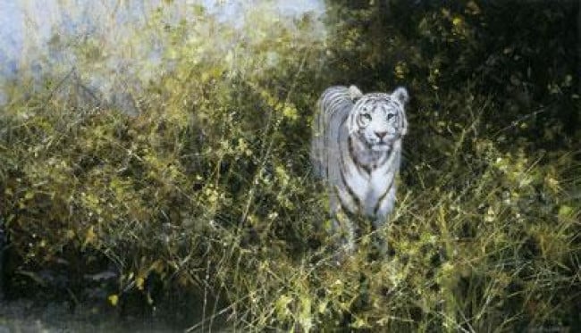 The White Tiger Of Rewa - Print only The White Tiger Of Rewa - Print only