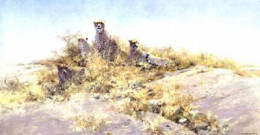 The Cheetahs Of Namibia - Print only
