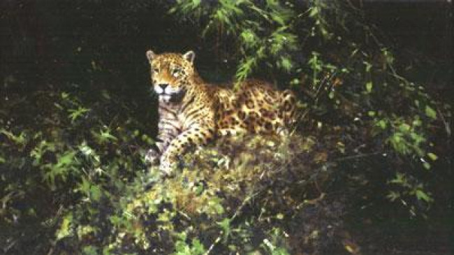 Jaguar