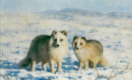 Arctic Foxes - Print only