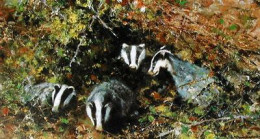Badgers - Print only