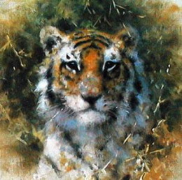 Bengal Tiger - Cameo Collection - Mounted