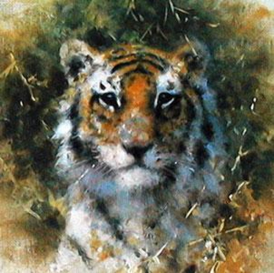 Bengal Tiger - Cameo Collection - Mounted