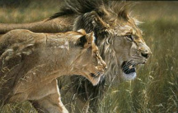 Beauty & The Beast - (Lion & Lioness) - Print