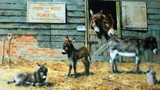 Happy Home For Donkeys