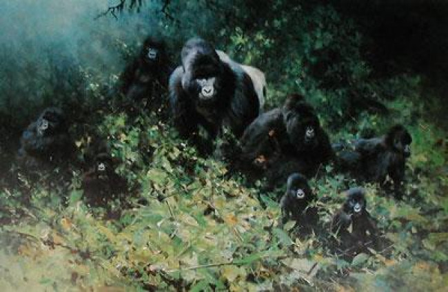 The Mountain Gorillas Rwanda - Gorilla - Print only