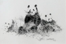 Panda (Pencil) - Mounted