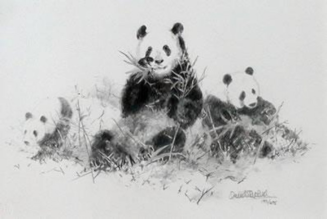 Panda (Pencil)
