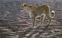 Okavango Apparition - On Paper - Mounted