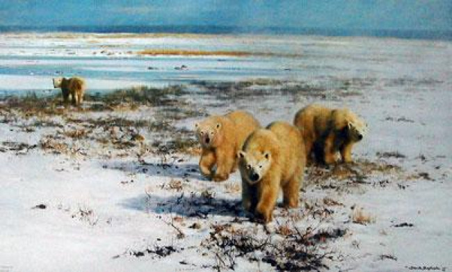 Lone Wanderers Of The Arctic - Print only Lone Wanderers Of The Arctic - Print only