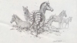 Zebra (Pencil) - Mounted
